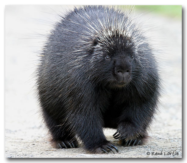 Porc-pic / Porcupine