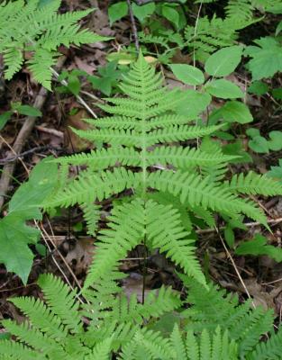 Broad beech fern