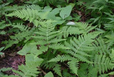 Broad beech ferns