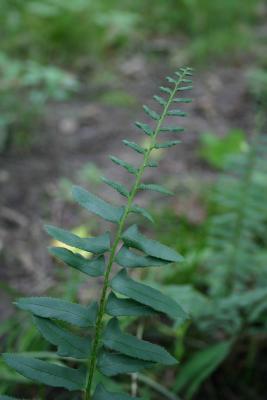 Christmas fern - fertile frond