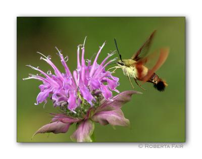 Monarda