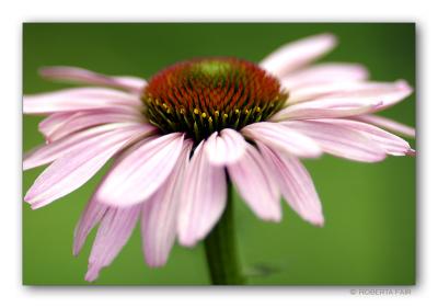 Cone Flower