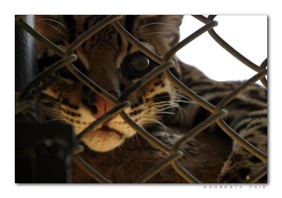 Caged