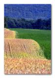 Field