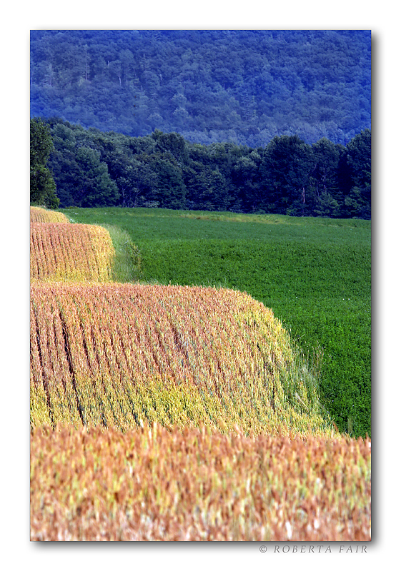 Field