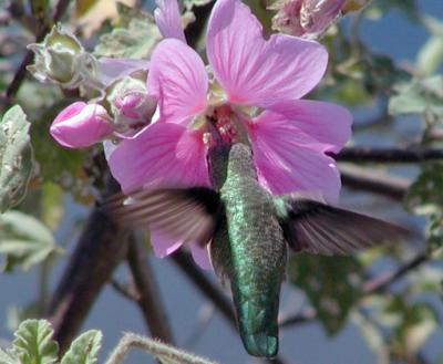 Anna's hummingbird