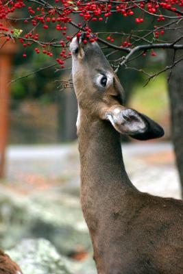 Deer-Eating1.jpg