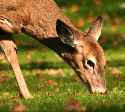Deer-crop1.jpg