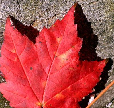 Leaf-Closeup.jpg