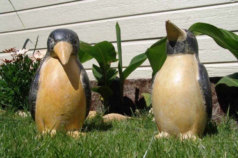 Pinguins in summer