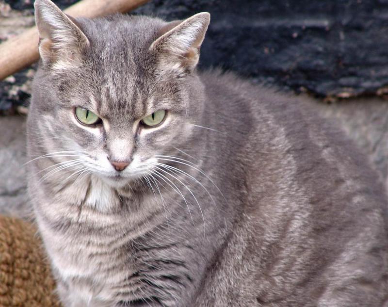 Grey cat in Leiden