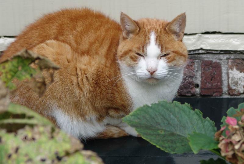 Red cat in Leiden