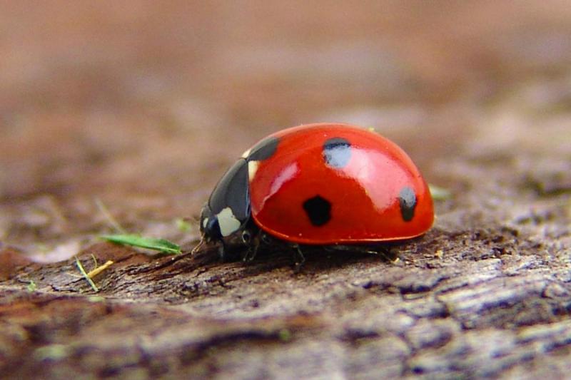 Ladybird in detail