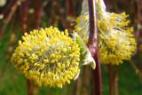 Exploding yellow in spring