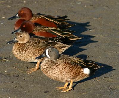 Blue-winged and Cinnamon Teal