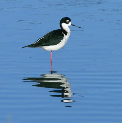 Black-necked Stilt