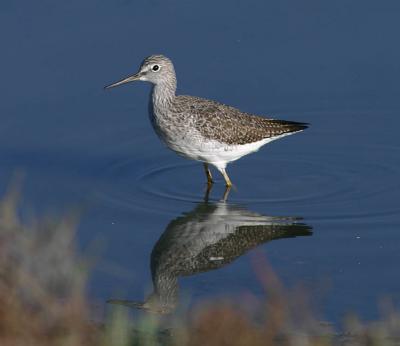 Yellowlegs
