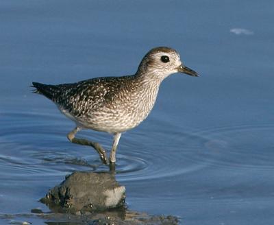 Charadriidae : Plovers