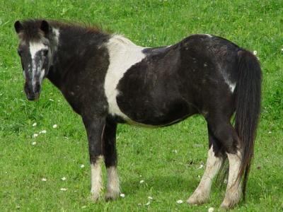 Our Icelandic herd