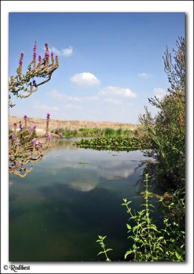 Tel Afek swamp