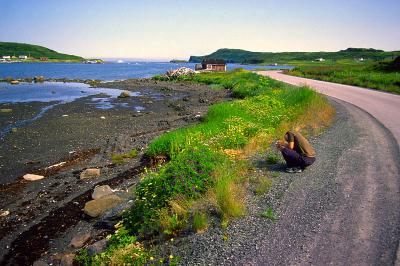So many flowers! L'Anse-aux-Meadows