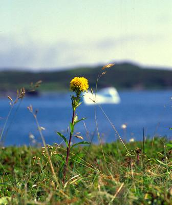 L'Anse-aux-Meadows