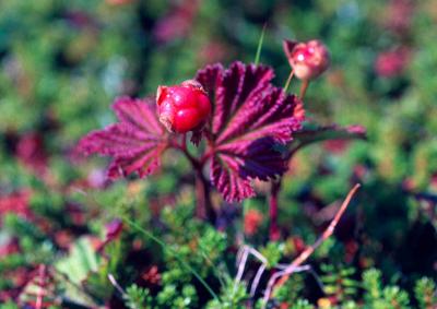 Bakeapple berry. Northern Peninsula