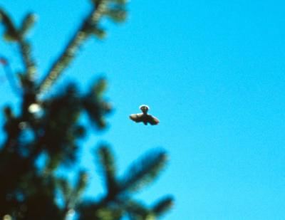 Some sort of eagle