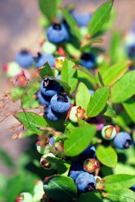 Blueberries. Corner Brook