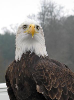 Bald Eagle