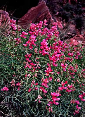 Canyon wildflowers
