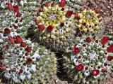 Cactus fruit and flowers
