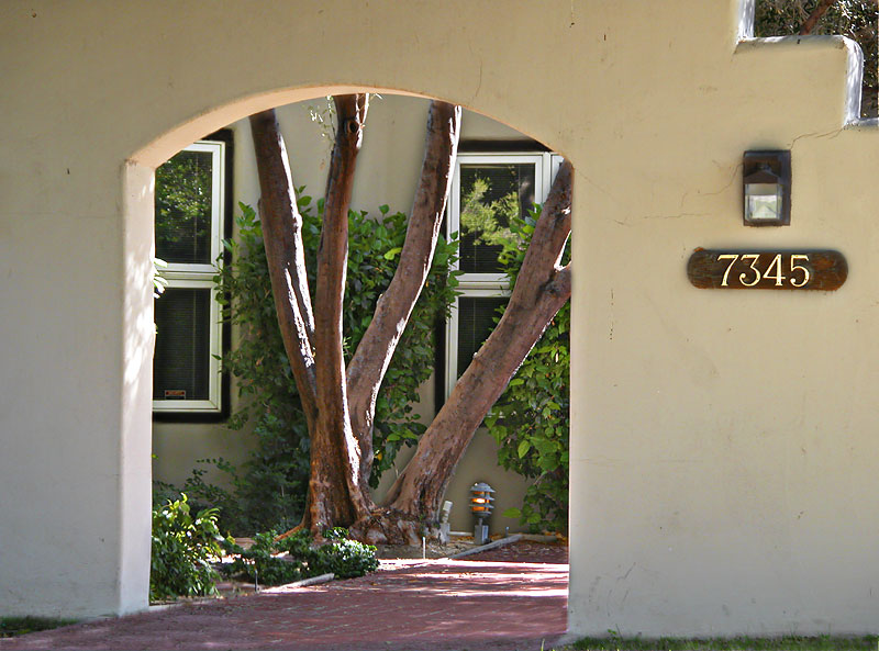 Courtyard tree