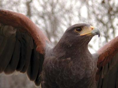 Red Shouldered Hawk