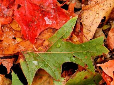 Fall Leaves