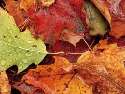 Fall Leaves