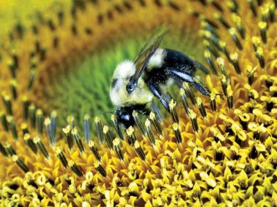 Bumble Bee in Sunflower