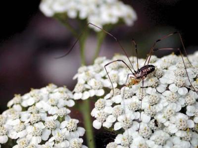 Harvestman Eating
