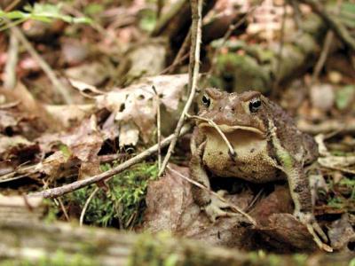 u34/rorymc/medium/34721774.toad.jpg