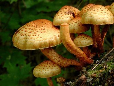 Golden Pholiota