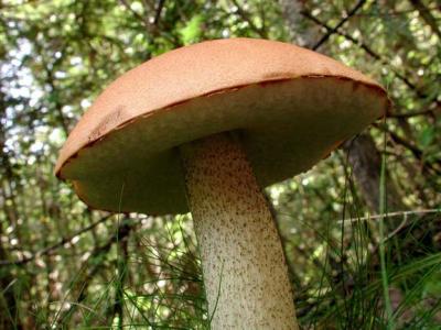 Birch Bolete