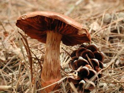 Delicious Milk Mushroom