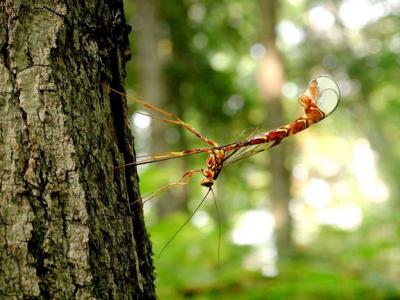 Giant Ichneumon, parasitoid wasp