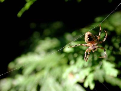 Orbweaver Spider