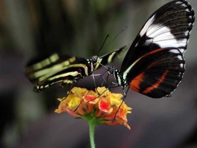 butterfly3.jpg