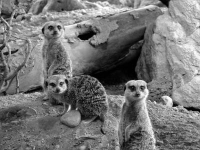 Slender-tailed Meerkats