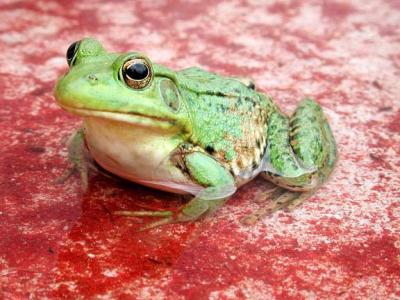 Green Frog