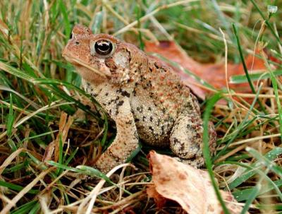 American Toad