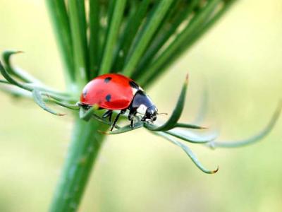 Sevenspotted Lady Beetle