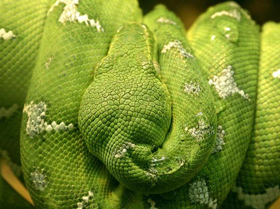 Emerald Tree Boa